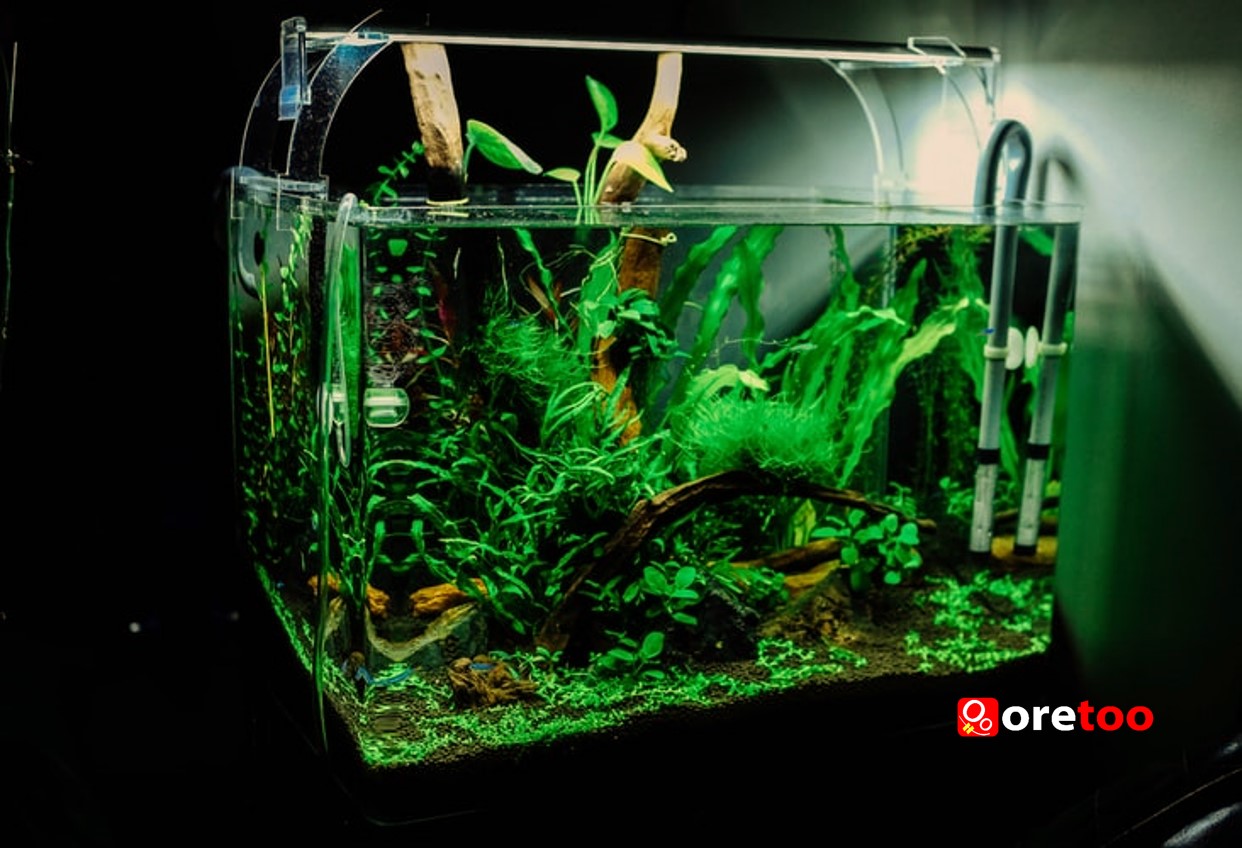 aquarium-ebay